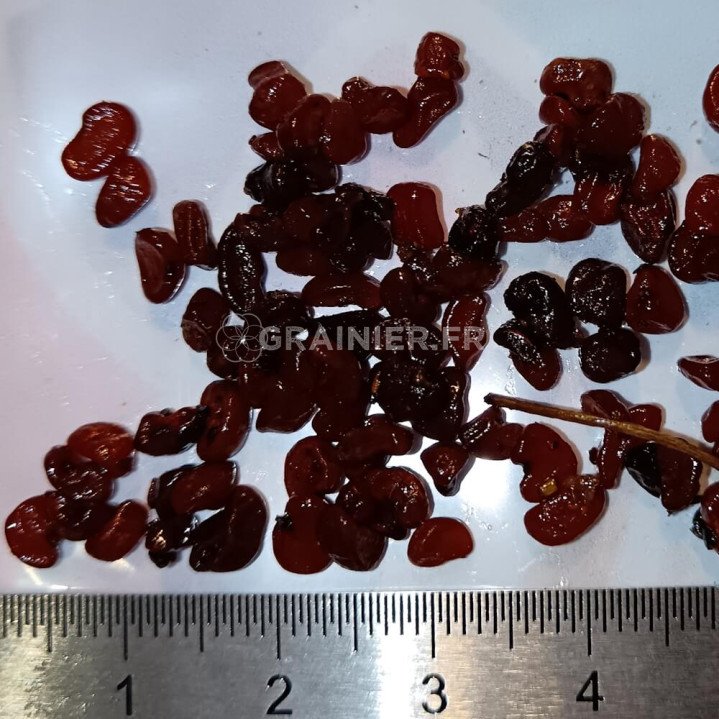 Pittospore du Japon, japanese cheesewood, Pittosporum tobira image